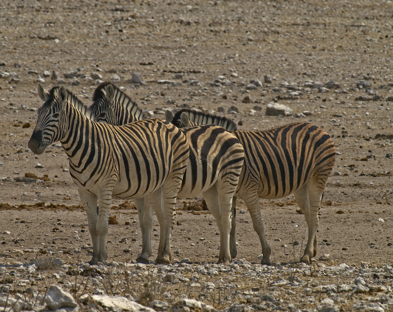 Okaukuejo, Zebra